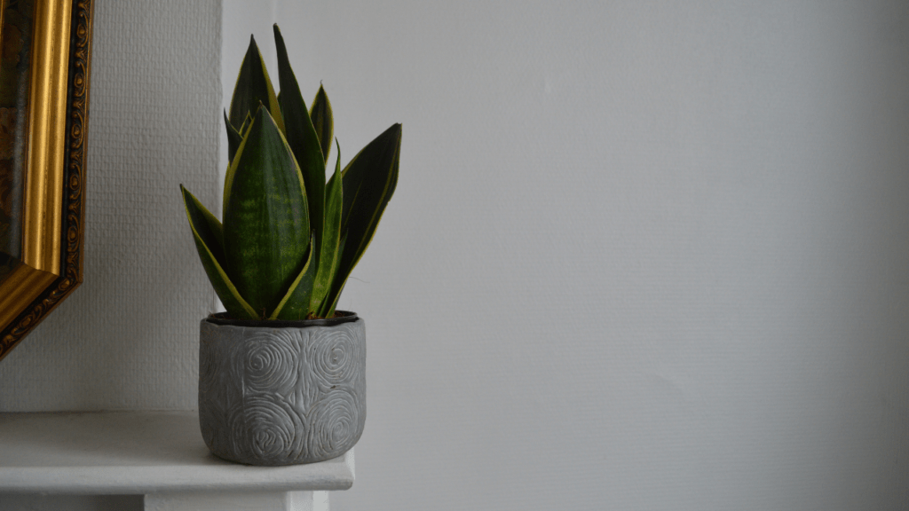 Snake plant in vastu plants