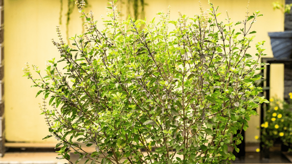 Tulsi in holy and vastu plants